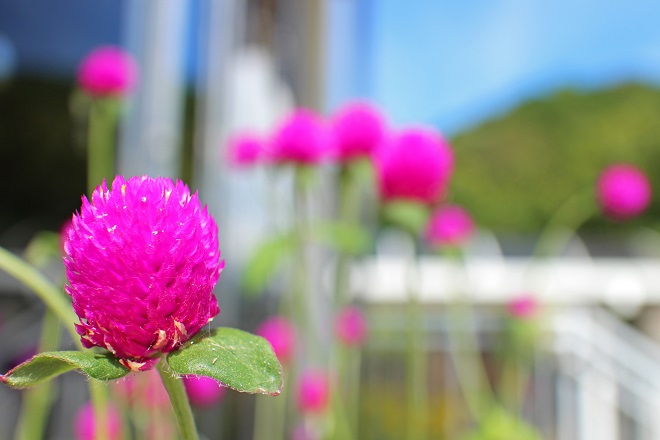 左にピントの合ったセンニチコウが見え，背景に青い空と何輪かセンニチコウがぼけて見える写真