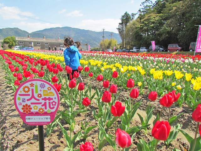 色とりどりのチューリップが咲いています