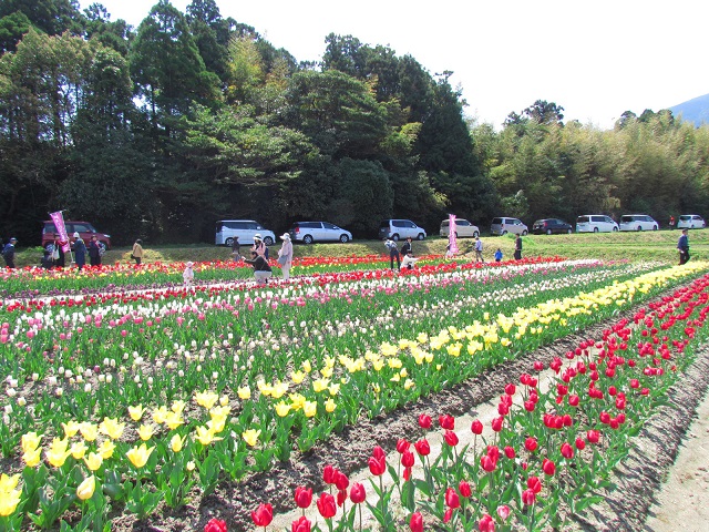チューリップが並んで咲いているを通り，間近でチューリップを楽しめます