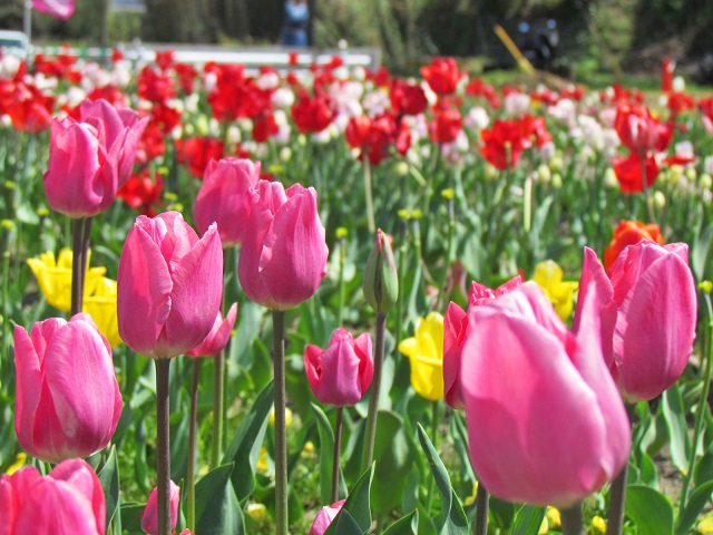 チューリップに寄った写真