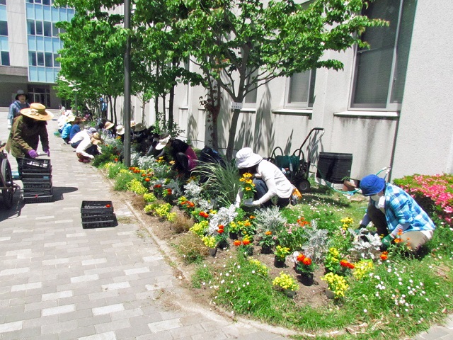 校舎横の花壇で花の手入れをする「なでしこ会」の皆さんの写真