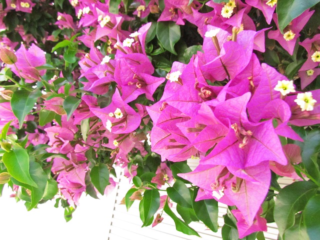 赤紫の色が鮮やかなブーゲンビリアに寄った写真