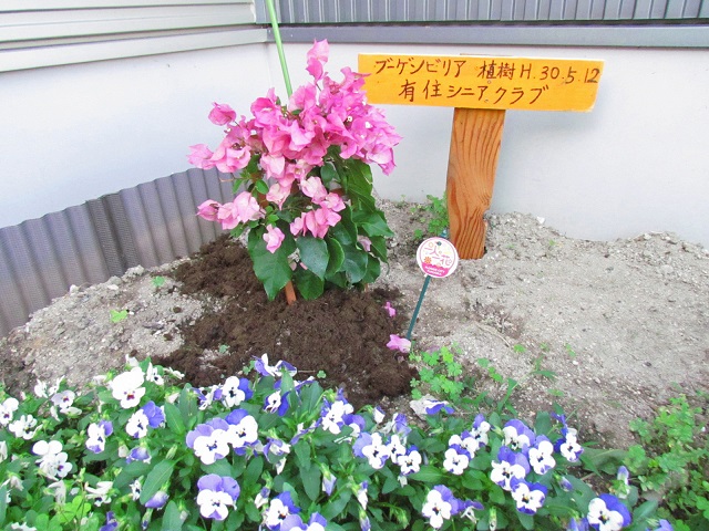 手前に青いパンジーが見える奥に，まだ植えられたばかりの小さなブーゲンビリアが見える写真