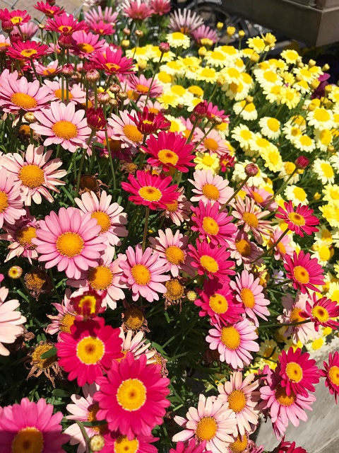 カラフルな花いっぱいの写真