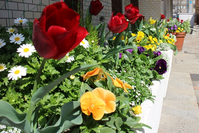 赤いチューリップが花開いている写真