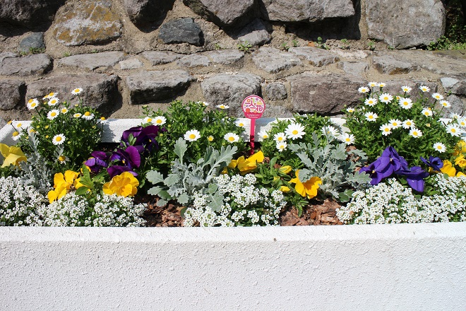 白いプランターに様々な花が咲いている写真