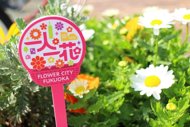 一人一花ピックと白い花の写真