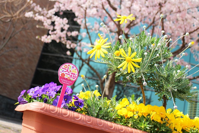 背景に桜が写るプランターの写真