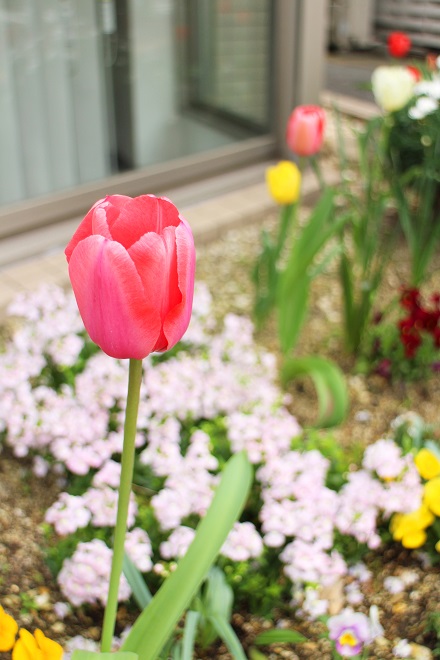 ピンクのチューリップに寄った写真