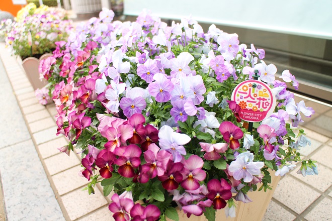 紫やピンクが鮮やかな花の写真