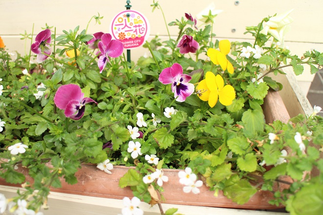 黄と紫のかわいい花が咲いているプランターの写真