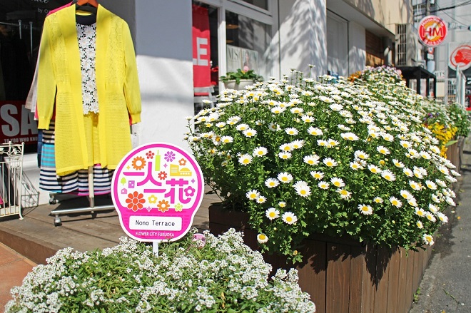 店舗前でたくさん咲いている白い花の写真