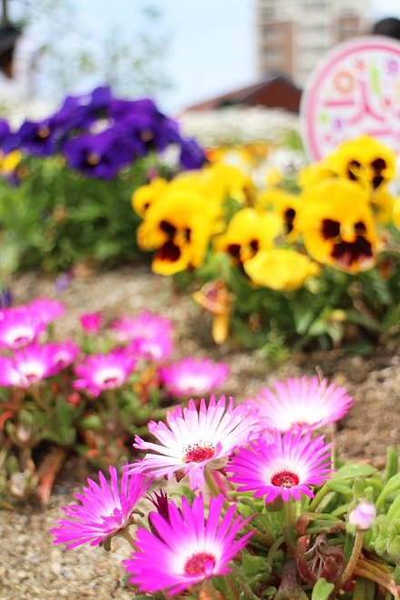 色とりどりの花たちの写真