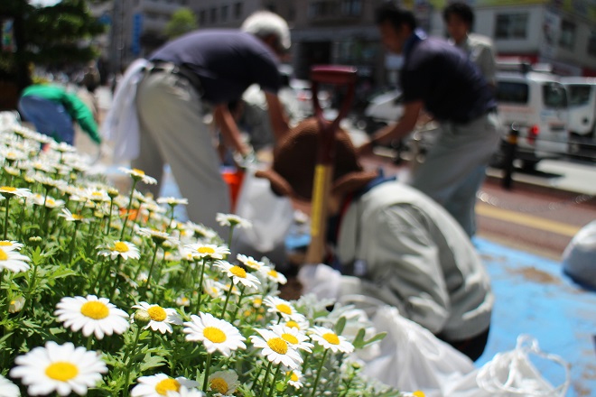 背景が土づくり作業風景になっている白い花の写真