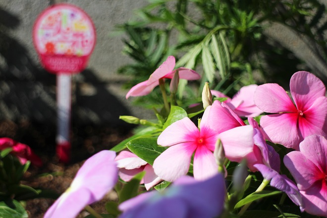 鮮やかなピンクの花の写真