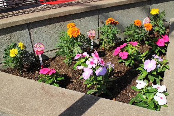 駐車場角の小ぶりな花壇の写真