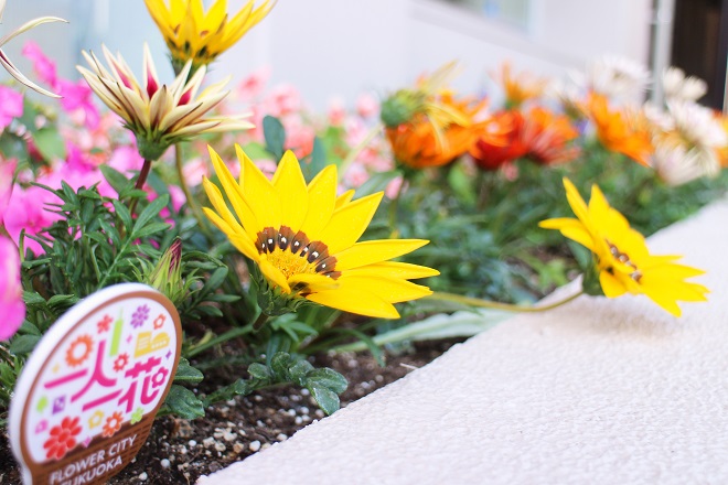 一人一花ピックと黄色い花の写真