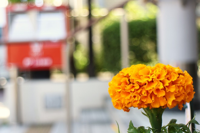 左奥にぼんやりポストが見えるオレンジの花の写真
