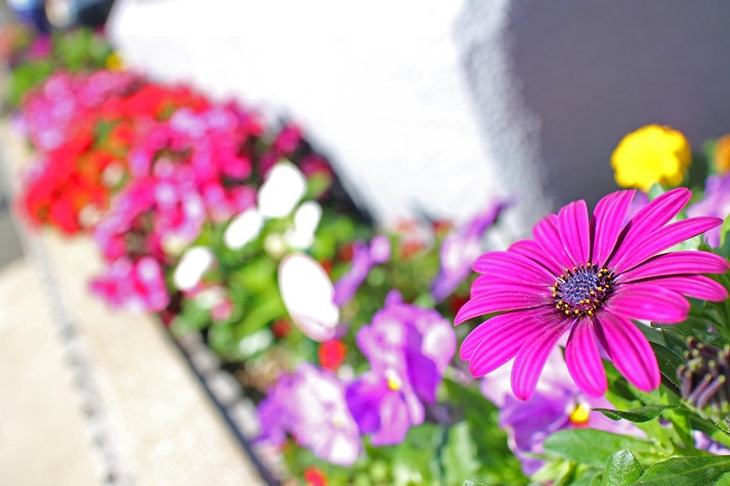 鮮やかな紫の花の写真