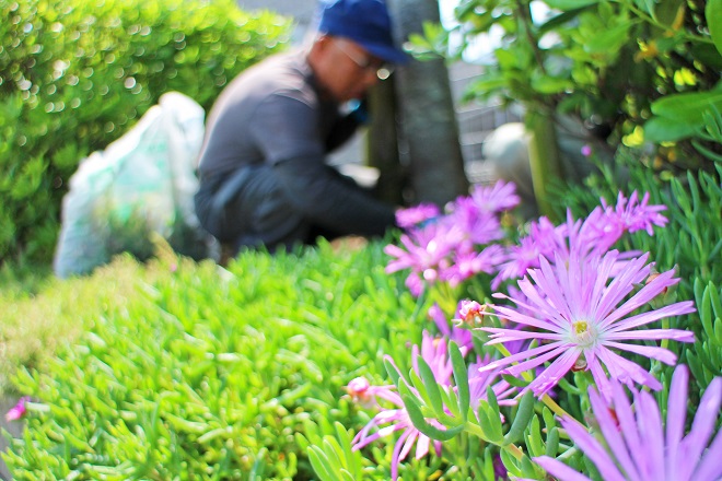 手入れをする様子を背景にして，右下に紫の花が写っている写真