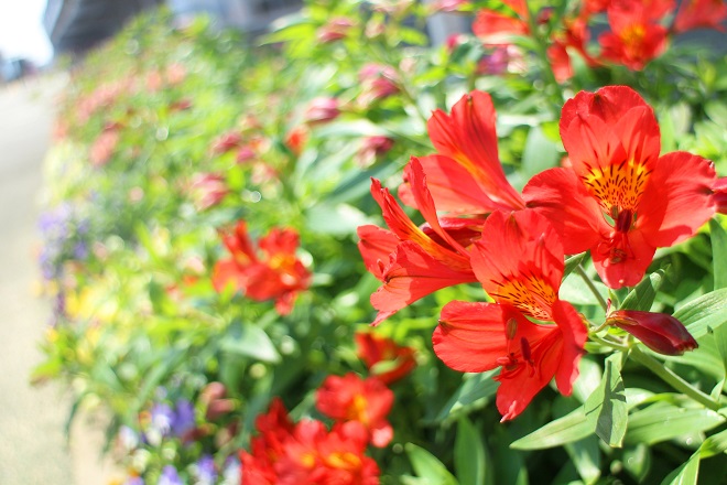 赤いアルストロメリアの写真