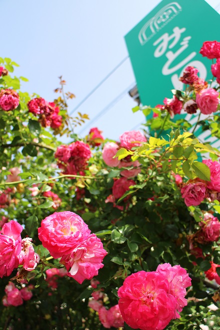 みどり薬局の看板と赤いバラの写真