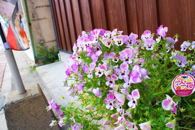 紫の花が咲いているプランターの写真