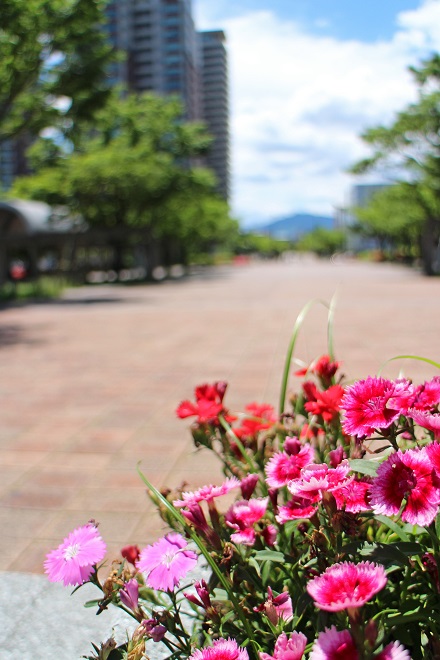 赤とピンクの花の写真