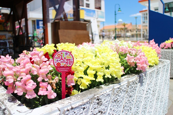 黄とピンクの花の前に一人一花ピックがささっている写真