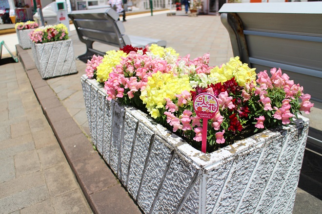 黄とピンクの花が咲くプランターが並んでいる写真