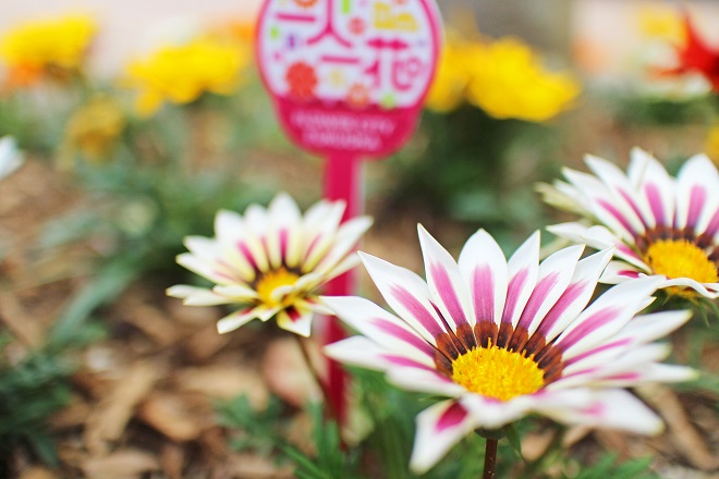 中心が黄色で花弁が白と紫の花が３輪写っている写真