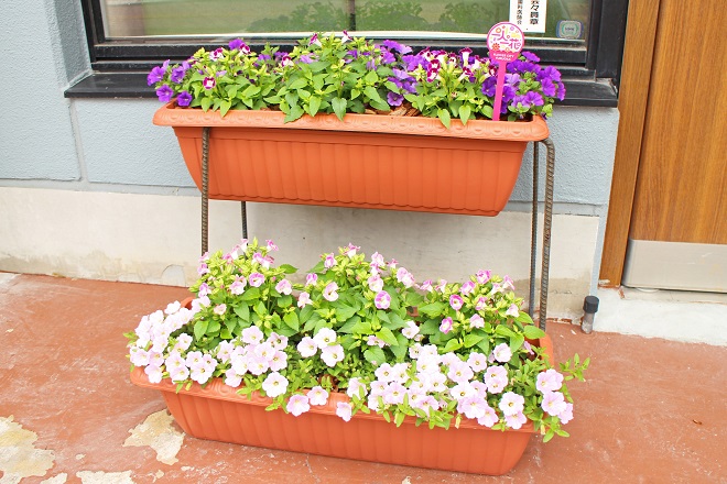 紫と白の花が咲いているプランターの写真