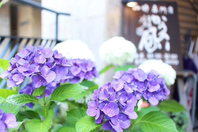 手前に紫のアジサイ，その奥に白のアジサイ，さらに奥に「かうひい屋」の案内板が見える写真
