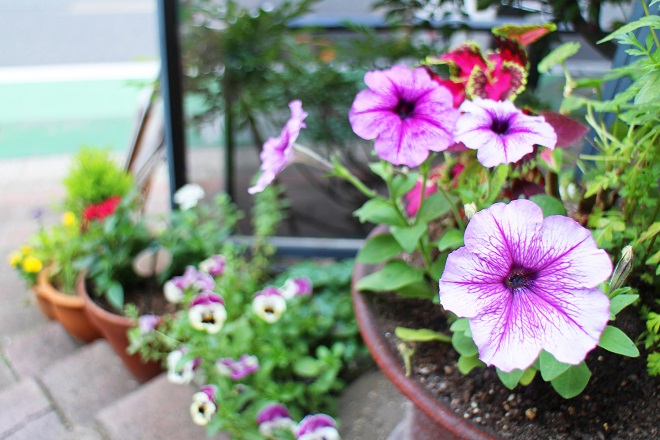 階段の上から紫と白の花や黄色の花を見下ろした写真