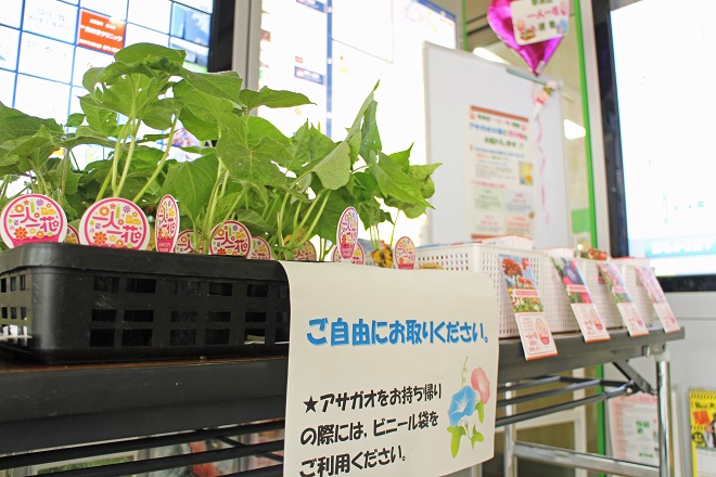 アサガオの苗の右奥に４種の配布用の種がぼけて見えている写真