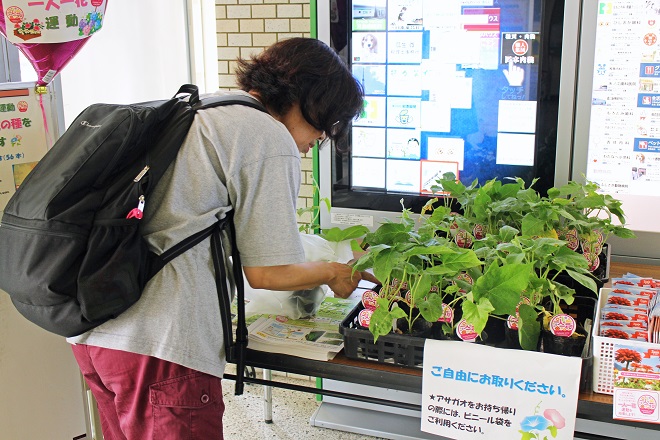 アサガオの苗を選ぶ来庁者の写真