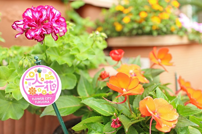 右側に黄，左上に赤のひらひらの花が見える写真