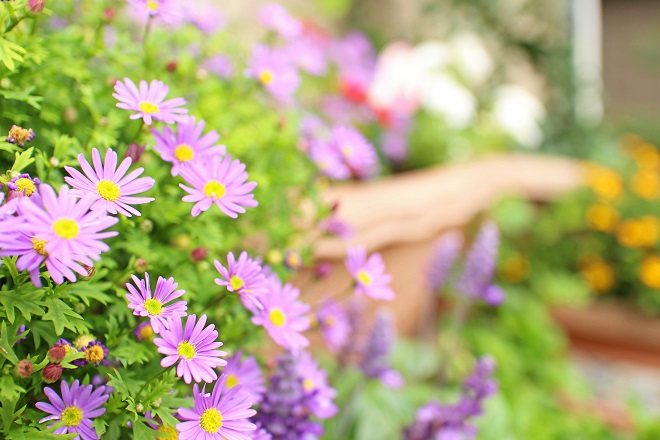 中心が黄で花弁が紫の小さな花がたくさん咲いている写真