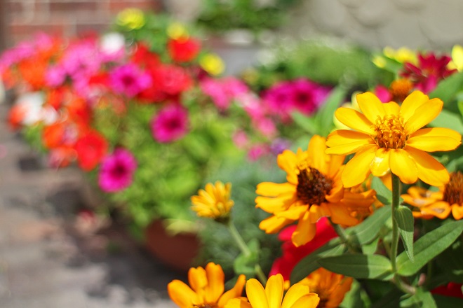 背景にぼかしたカラフルな花たちが見える，黄色い花にピントを合わせた写真