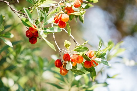 やまももの画像