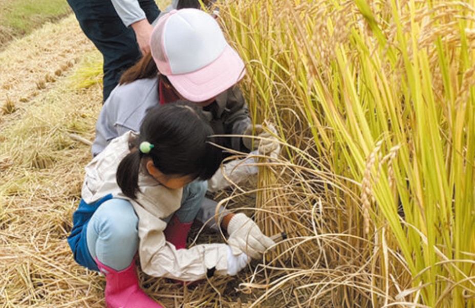 稲刈り