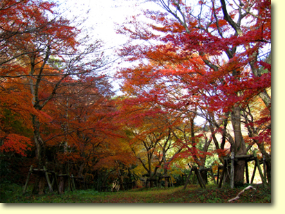 画像：曲渕ダムパーク（２）