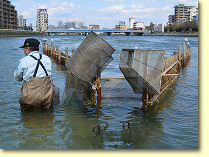 画像：室見川のシロウオ漁（１）