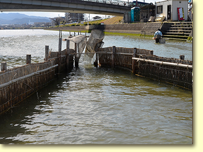 画像：室見川のシロウオ漁（２）