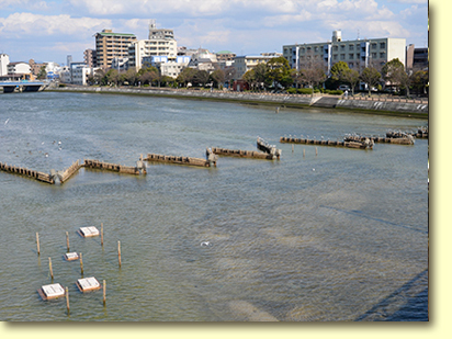 画像：室見川のシロウオ漁（３）