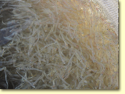 画像：室見川のシロウオ漁（４）