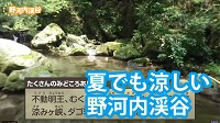 夏でも涼しい野河内渓谷