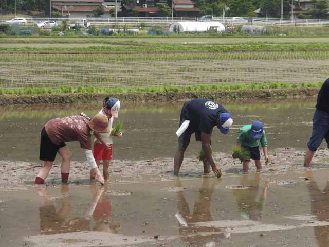 田植えの様子の写真