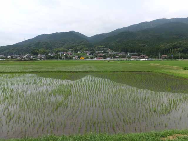7月1日成長経過の写真