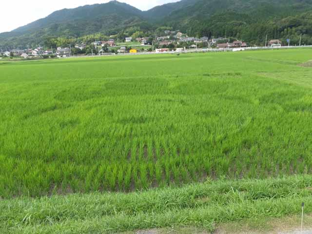七月二十七日時点の画像